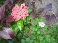 7-Victoria JCL_0301
